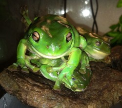 stickyfrogs:  Gumby was a little too excited to pose for the