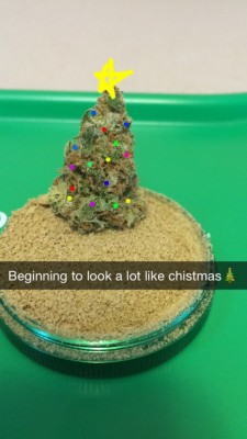 drugsruleeverythingaroundme:  beginning to look a lot like christmas