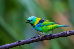 superbnature:  Green-headed Tanager by BertrandoCampos http://ift.tt/1A2O2qk