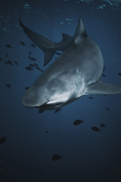 envyavenue:  Bull Shark