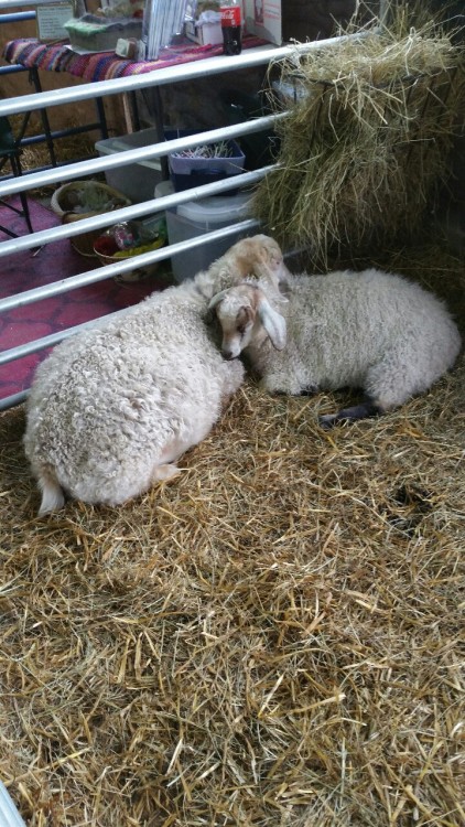 Cute sheepies from the wool fair over the weekend!