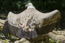 thepredatorblog:  Vulture (by Tambako the Jaguar)