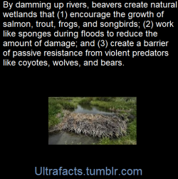 ultrafacts:Beaver dams help migrating songbirds. By stimulating