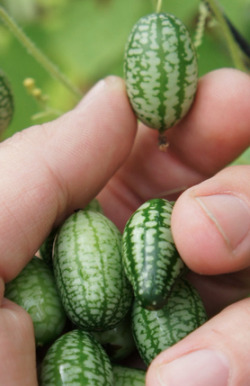 sixpenceee:  Cucamelons are grape-sized watermelons that taste