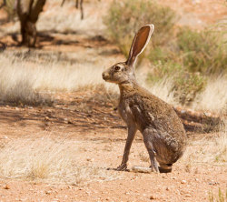 sixpenceee:  The antelope jack rabbit compared to the Artic hare.