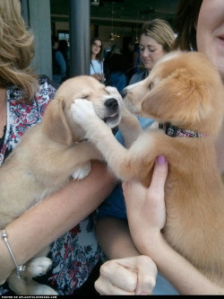 aplacetolovedogs:   Sister puppies meeting for the first time