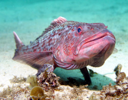 marine-science:  Sergeant baker - Aulopus purpurissatus by JohnWTurnbull