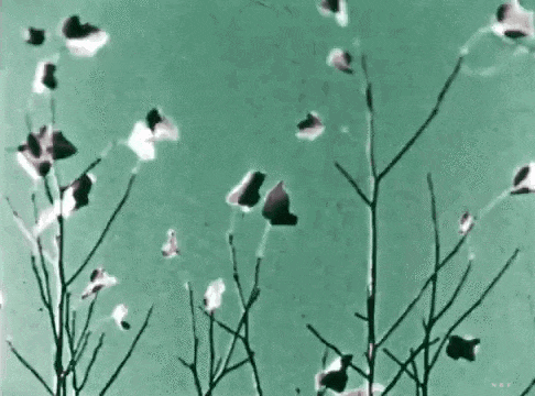 nobrashfestivity:  MOMA Film Library, Works of Calder, 1950 