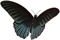 transparent-flowers:  Great Mormon Papilio memnon found in Malaysia.