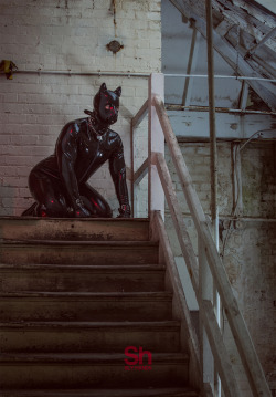 slyhands:  Poor patient pup waiting for his owner to return home.Shoot