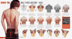 drawingden:  HOW TO: Male Torso Anatomy - BACK by tincek-marincek