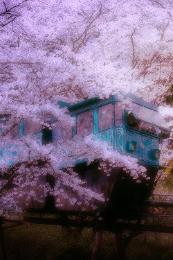 plasmatics-life:  Tunnel of cherry blossoms | (by Genie09)