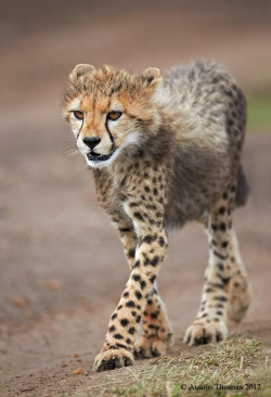 llbwwb:  Cheetah cub by Austin Thomas.