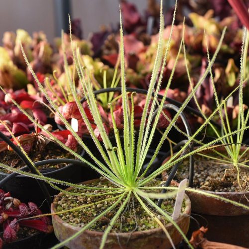 jeremiahsplants:Nothing like a beautiful Drosophyllum in the