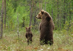 Does a bear pee in the woods?