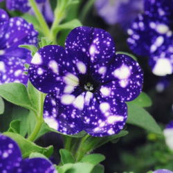 sixpenceee:  Known as Petunia cultivars, Night Sky Petunias are
