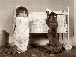 thewightknight:  Vintage photos of pitbulls.  More here.