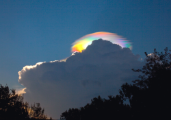 nubbsgalore:  iridescent pileus cloud photos by esther havens in