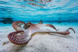 socialfoto:  Zourit! A zourite (octopus) deploys its armed sucker