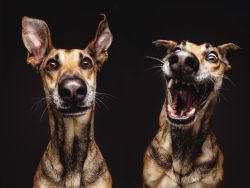 maya47000:Dr. Rabbit and Mrs. Hyde by Elke Vogelsang 