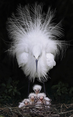 fairy-wren:  Little Egrets. Photo by John and Fish