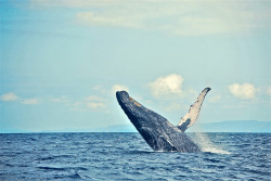 fuckyacetaceans:  Whales watching (by 3615_Marie)