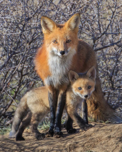 radivs:  'Red Fox with Kit' by Mike Clark 