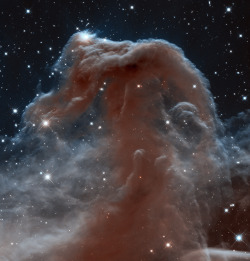 vintagegal:  Infrared View of the Horsehead Nebula photographed