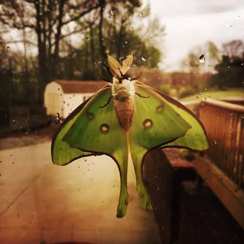 <p>It’s that time of year. By the way, in my opinion, this is the perfect way to experience wildlife. #ontheinsidelookingout #lunamoth #spring  (at Fiddlestar)</p>