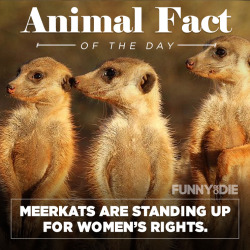 funnyordie:  #YesAllMeerkats