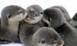 awwww-cute:  Just a bunch of baby otters snuggling 