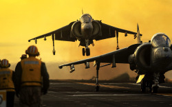 …………….The Harrier.  I got