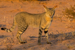  (via African Wildcat #2 | Flickr - Photo Sharing!) 