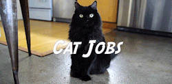 bob-belcher:Video: Cat Jobs  @bullhockey looooook!! 🙀😻😸