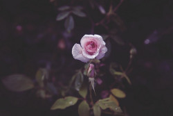 floralls:  Le Jardin Secret by Annabelle LovLoree 