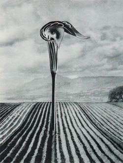 surrealist-phantoms:Karel Teige, Collage #325 , 1947