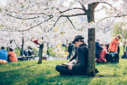 defiantely:  Sakura Tree by saminspeer on Flickr.