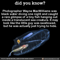 did-you-kno:  Photographer Wayne MacWilliams was  black water