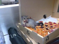 funnywildlife:  Remember the possum who broke into a bakery and