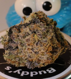 darthweeder420:  Purple Girl Scout Cookies