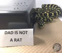 ithelpstodream:  snake shaming by selective scales