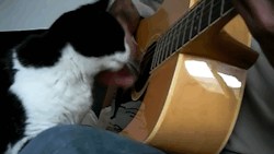 GIF TV