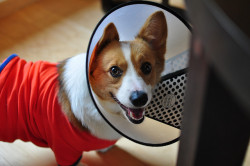 forqiving:  the cone of shame :( 