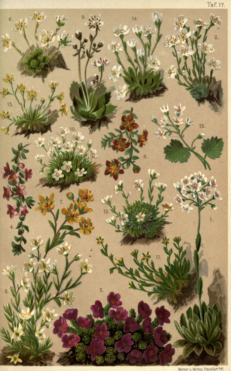 nemfrog:  Plate 17. Saxifrages. Coloured vade-mecum to the alpine