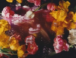 wetheurban:  ART: Margriet Smulders’ Narcotic Floral Tableaux