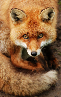 10bullets:  British Red Fox by Chris Gilligan on Flickr.