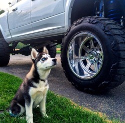 pucks-and-trucks:  This husky approves.