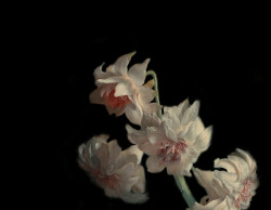 clara–lux:Details after   “Vase of Flowers” by Jan van