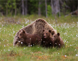 wapiti3:  Triplets! photos by Valtteri Mulkahainen 