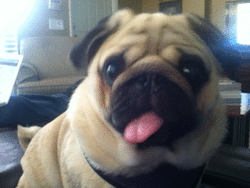 bobataitea:  Aww babe pug do that when you whistle hahah